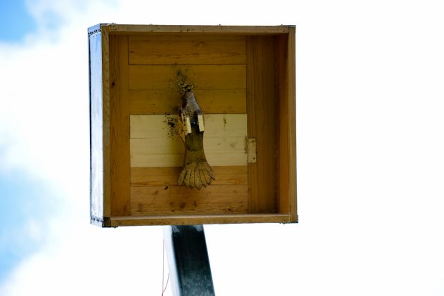 2015_Schützenfest_Vogel